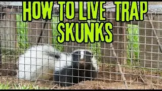 How To Live Trap Skunks 