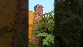 আমার নতুন বাড়ির নতুন বাগান...... #bengalivlog #minivlog #garden #gardening #home 