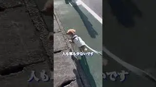 散歩から帰宅中#doglove #dogshorts #doglif #トイプードル #可愛い #愛犬 #犬のいる生活 #高津区溝口美容室ajaama #ハーデス