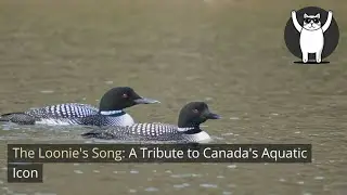 The Loonie's Song: A Tribute to Canada's Aquatic Icon
