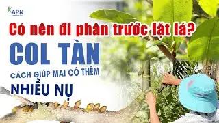 APN - KỸ THUẬT CHĂM SÓC MAI TRƯỚC LẶT LÁ | PHÂN - NƯỚC TƯỚI - CHỐNG SÓC LẠNH