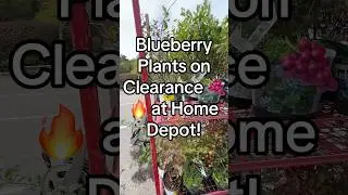 Blueberry Plants on Clearance 🍇🔥 at Home Depot! #gardeningtips #fruitplants #blueberryplant #short
