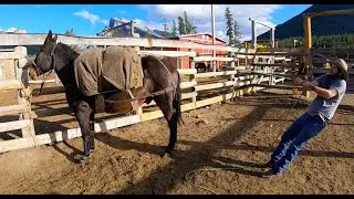 How To Pack A Mule | Diamond Hitch
