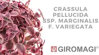 Crassula pellucida ssp. marginalis f. variegata