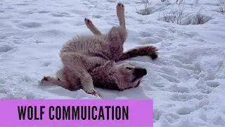 Wolf communication