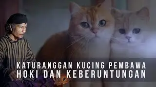 Katuranggan Kucing Pembawa hoki dan Keberuntungan
