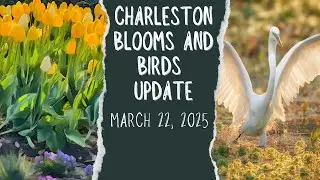 Charleston Azaleas Spring Bloom Update 2025 at Magnolia Plantation