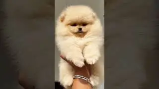 Cute baby available #trending