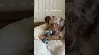 B&uuml;rohund: So lernt es dein Hund 🐶🫶🏻