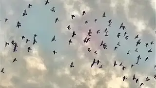🕊️ 📌2025年10月31日 2-1.doves flying ,비둘기,ハト