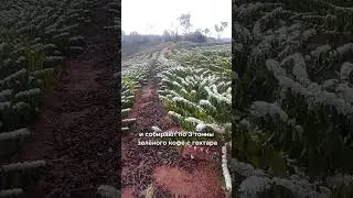 Что будет если посадить кофе с прибылью тысячи долларов? #агро