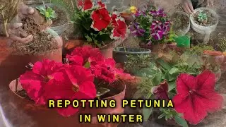 🌸🌿Repotting Petunia in Winter: Easy steps  #trending #petunia #petuniacare #winterflower 
