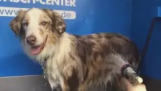 Einmal Schnellw&auml;sche f&uuml;r den Hund