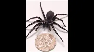 The largest funnel spider ever received in Australia named 'Hercules'