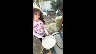 Sunday with the kids! | vlog | Chicken chores and painting wall!