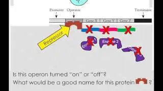 Repressible and Inducible Operons