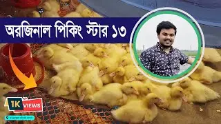 অরজিনাল পিকিং স্টার ১৩ হাঁসের বাচ্চা চিনবেন যেভাবে | পাইকারি বিক্রয় | Original Peking Star 13