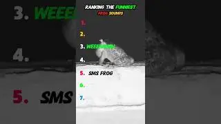 Ranking The Funniest Frog Sounds #frogsounds #animalsounds #funny