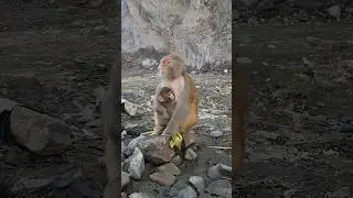 monkey road side #kp #swat #nature