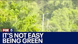 Atlanta takes action to keep city lush and green with 50% tree canopy goal
