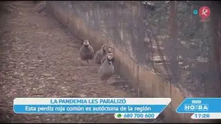La cría de la perdiz roja, una raza muy vinculada a Extremadura | A esta hora
