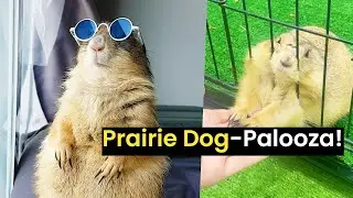 The Best of Prairie Dogs