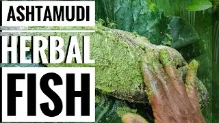 Ashtamudi Herbal Fish | അഷ്ടമുടി ഹെർബൽ ഫിഷ് | One minute Recipe by Food Hunter Sabu