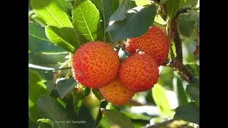Arbocer i arboços (Arbutus unedo). Borratxera i  cabres que baixaven borratxes.