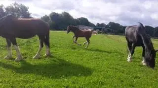 Shire foals 3 months old
