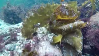 Havbunn