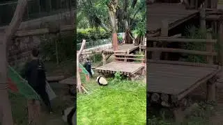 The panda spots the keeper holding ice, chases all the way, and the keeper runs back helplessly!
