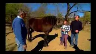 Conscious Horse, Conscious Rider