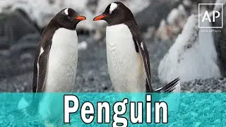 Penguin | Emperor Penguins Wildlife Documentary In Antarctica  #AnimalPlots