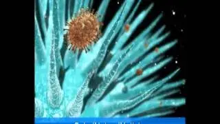 Beta Sitosterol Extract (Endosterol Comentario)