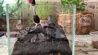 6种佐料迷你苔藓桌面景观