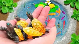 Set Egg Traps In Vegetable Fields To Catch Guppies, Three-Tailed Fish, Baby Turtles, Crayfish, Crabs