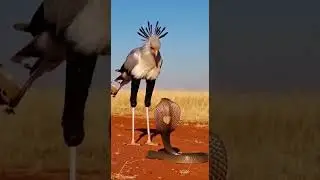 Amazing weapons of animals.動物たちの驚くべき武器 Nature's fiercest defenses revealed