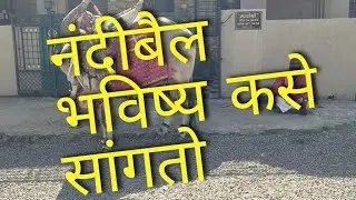 #Nandibail _bhavishya #नंदीबैलाचे भविष्य