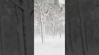 Forest Snowstorm on a Winter Windy Day
