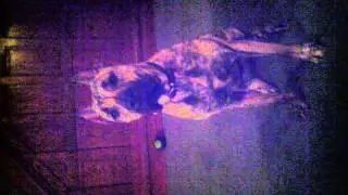 Presa canario catching pop corn