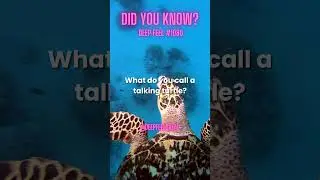 1080:🐢Talking TURTLE?!🐢 #shorts #funny #antijoke