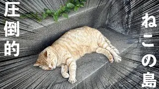 【福岡街歩き】猫だらけの島 相島に行ってみた！
