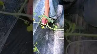 smart trick to spray fruit with nutrient solution to make it grow quickly #shorts