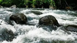 SOOTHING STREAM SOUNDS FOR RELAXATION, STUDY & SLEEP , CALMING NATURE ASMR LIVE