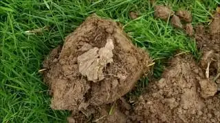 A SHORT PASTURE HUNT WITH THE GOLDEN MASK PRO 4WD