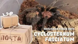 посылка конкурсы и новый паук Cyclosternum fasciatum