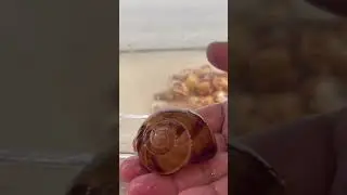 Escargot shell for creating a village for my shell dwellers
