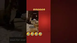 bangad Billa comedy video|cat comedy videos|dog comedy video|b.c.v videos