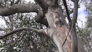 Bush Build: Habitat Restoration