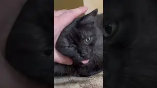 Cute Cat video for relaxation and good vibes. Sweet Cat video for relaxation and deep sleep